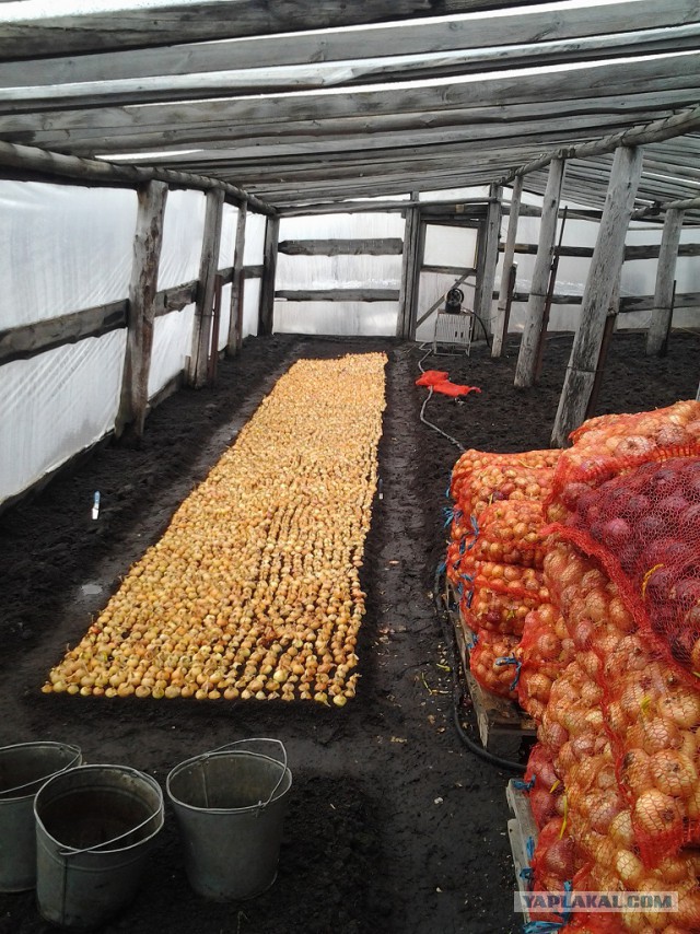 Любителям зелени