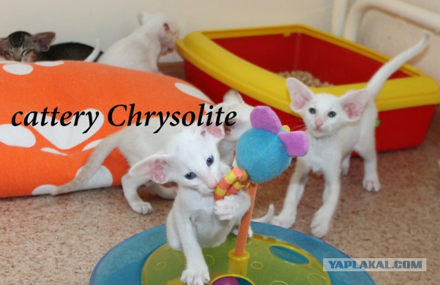 Котовторник 6.05.2014