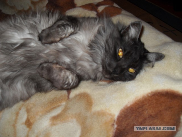 Котовторник  08.07.2014