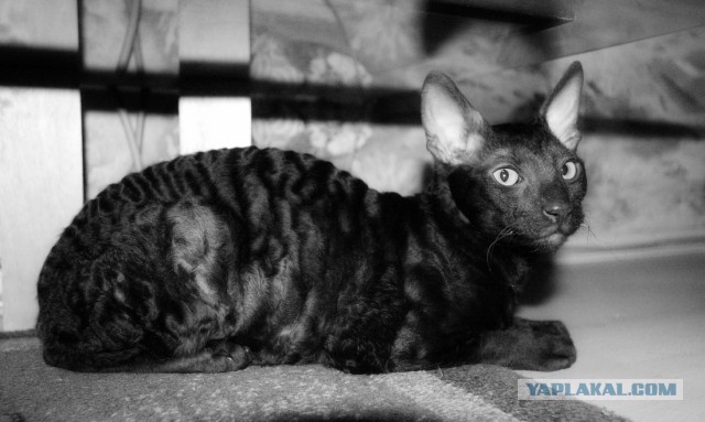 Котовторник 30.09.2014