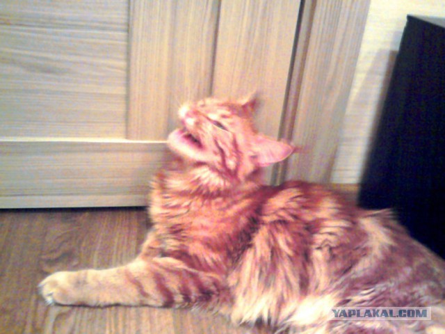 Котовторник 21.10.2014