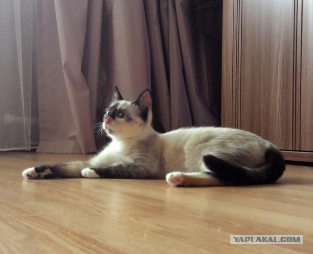 Котовторник 28.10.2014