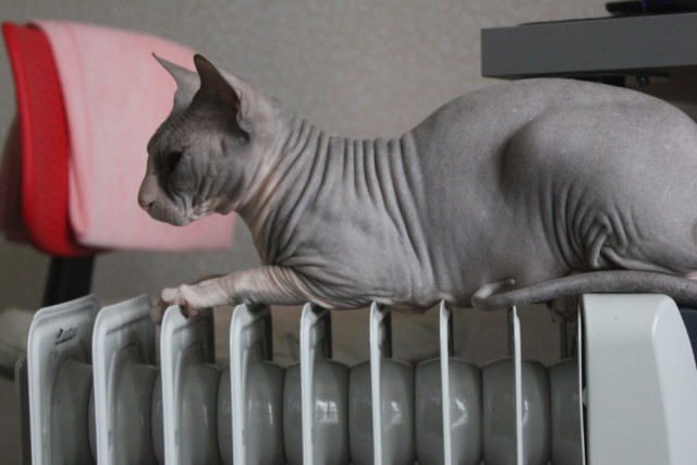 Котовторник 04.11.2014