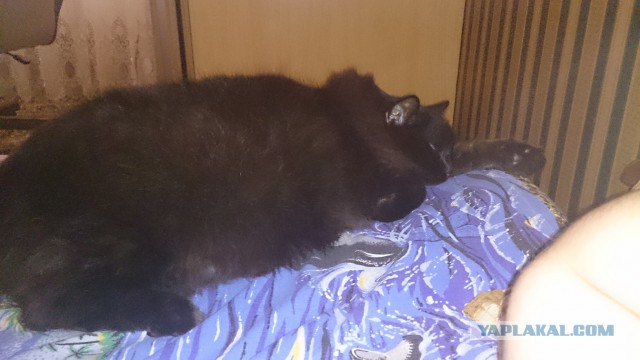 Котовторник