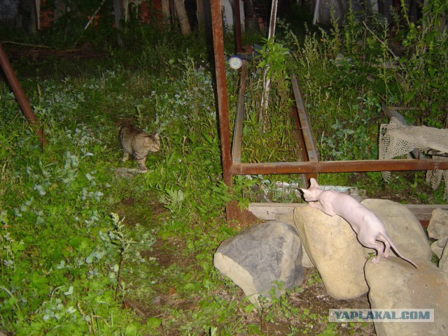 Если есть кошачье ню, то оно выглядит вот так...