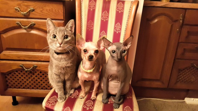 Котовторник 07 04 2015
