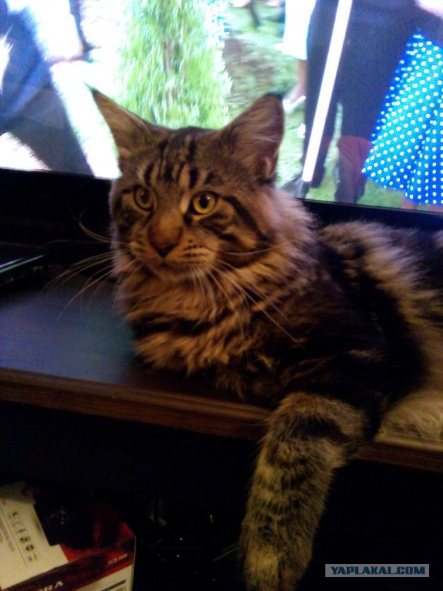 Котовторник