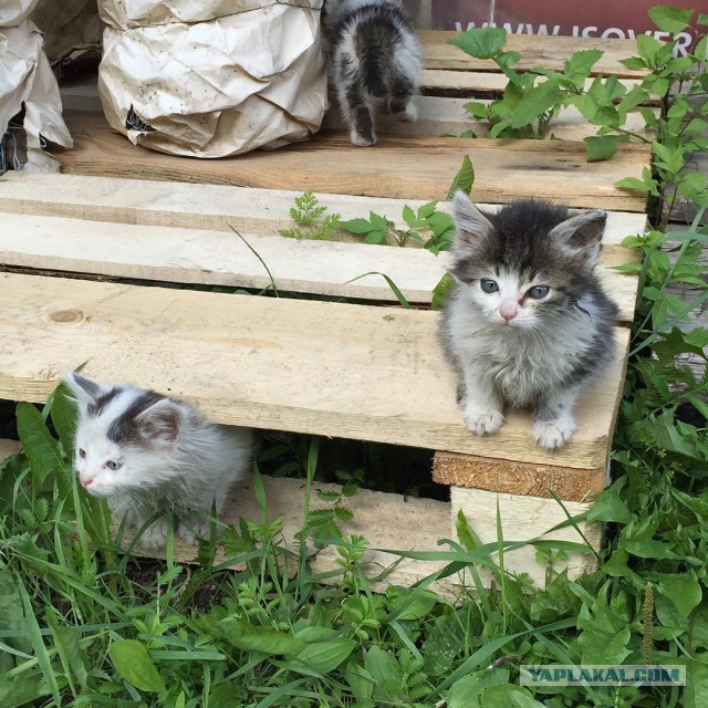 Котовторник  21.07.2015