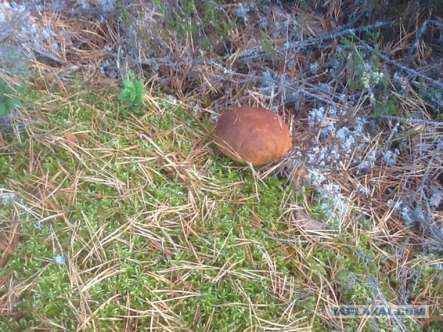 Тихая охота