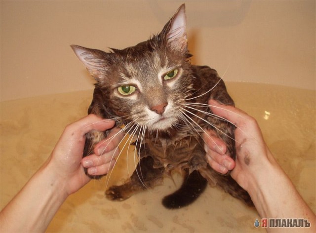 Коты, кошки, котята