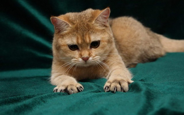 Котики на выходные