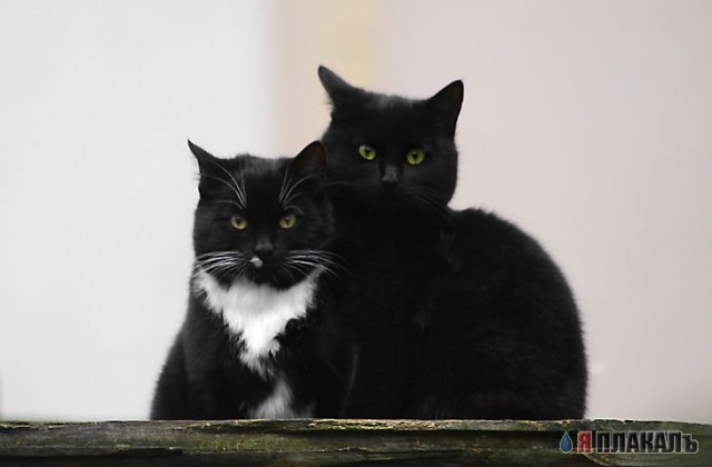 Коты, кошки, котята