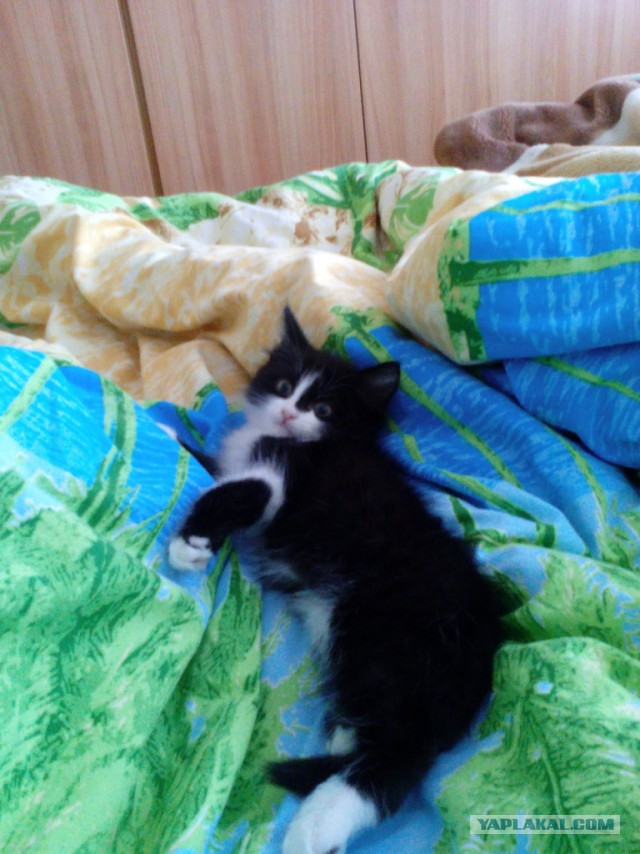 Котовторник - начало