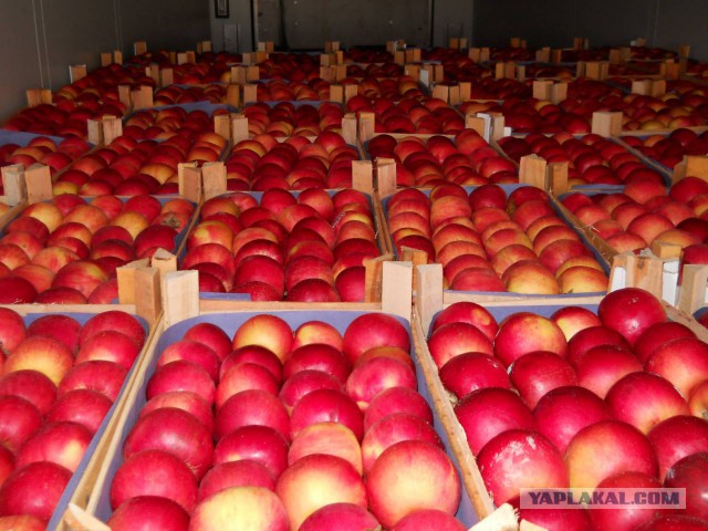 Поляки в ужасе от рекордного урожая яблок