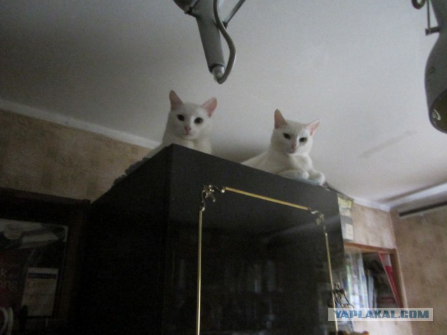 Котовторник 22.11.2016