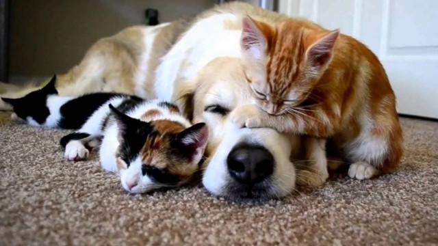 Коты из сети