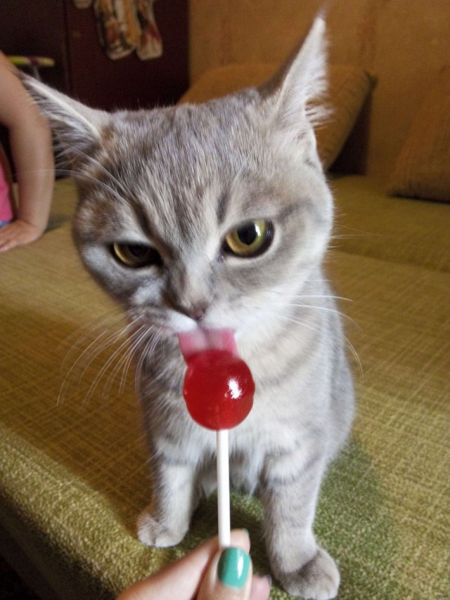 Коты из сети
