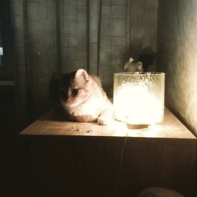 Котопёсо суббота