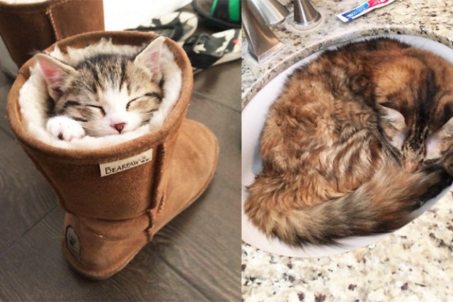 15 домиков для кошек и собак, которые заставят улыбнуться