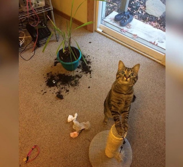 Коты и Кошки