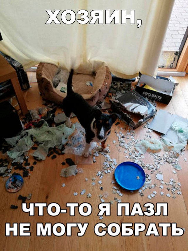 Подборка забавных животных