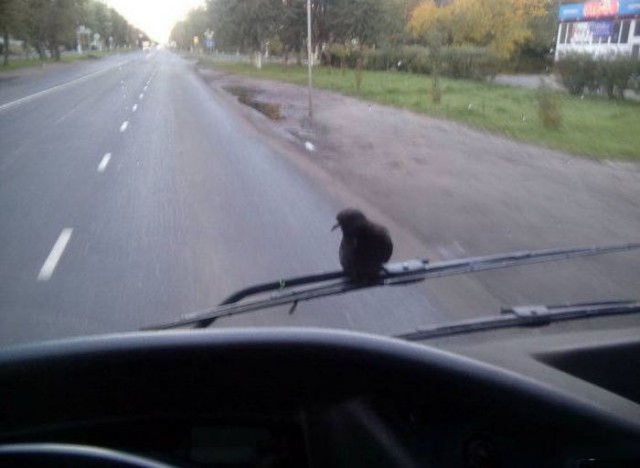 Подборка забавных животных
