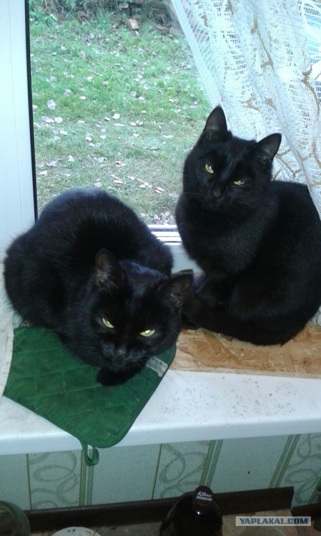 Котовторник 31.10.2017