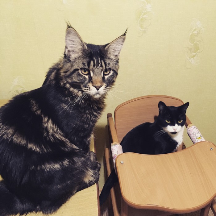 Котовторник!