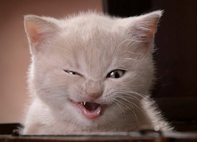 Фотобомбы котов