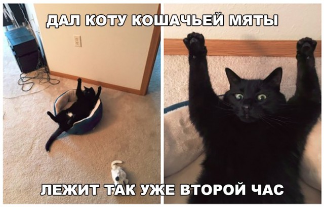 Кот без прикрас