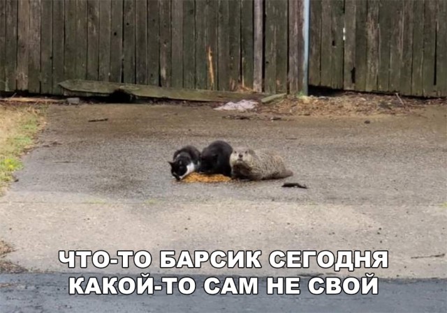 Милые животные. Мимиметр сломался