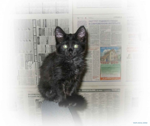 Котовторник  07.06.11