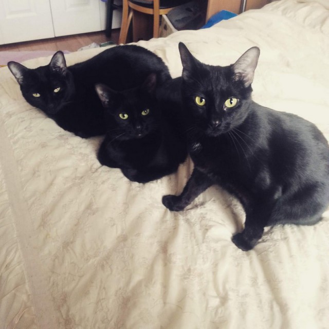 Прикольных котов пост