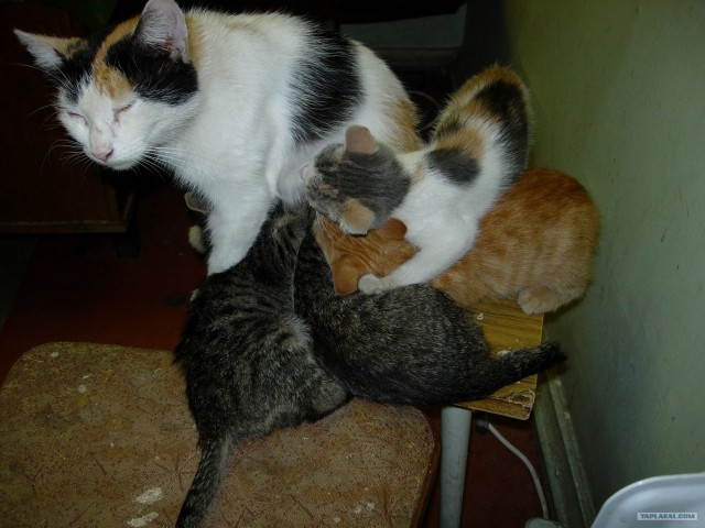 Котовторник 1 мая 2012