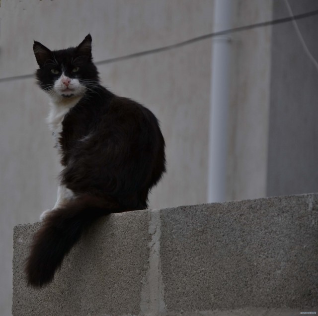 Котовторник  12. 06. 2012