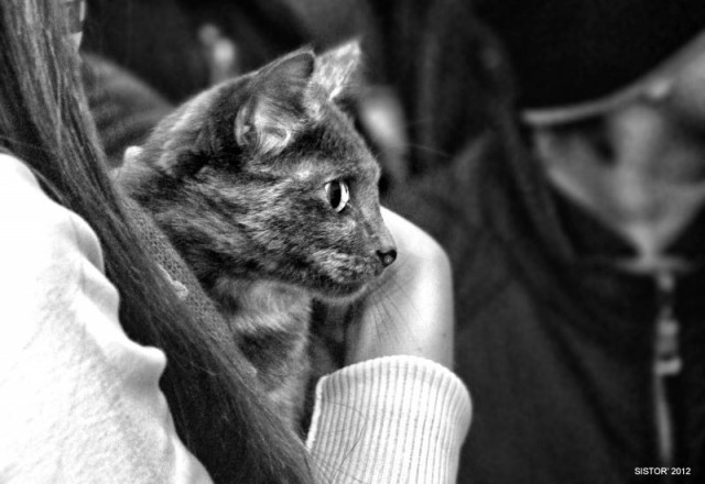 Котовторник на 26.06.12