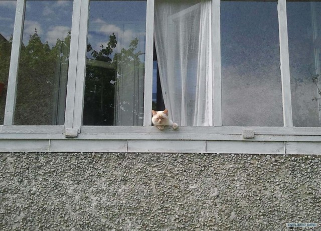 Котовторник 10. 07. 2012