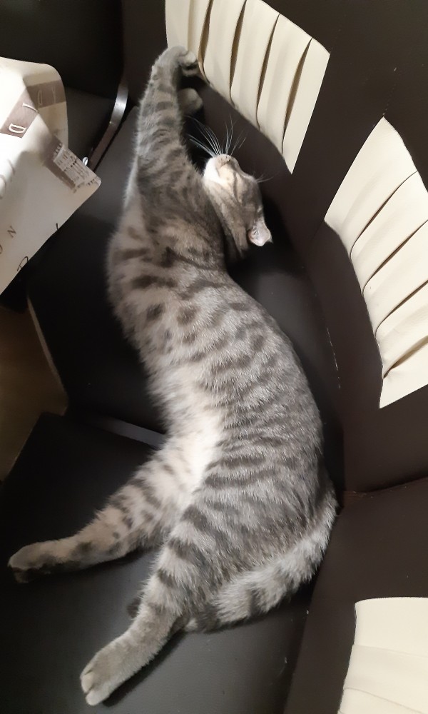 Странные фотки котеек