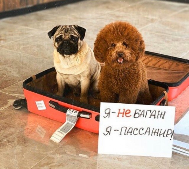 Живность из сети