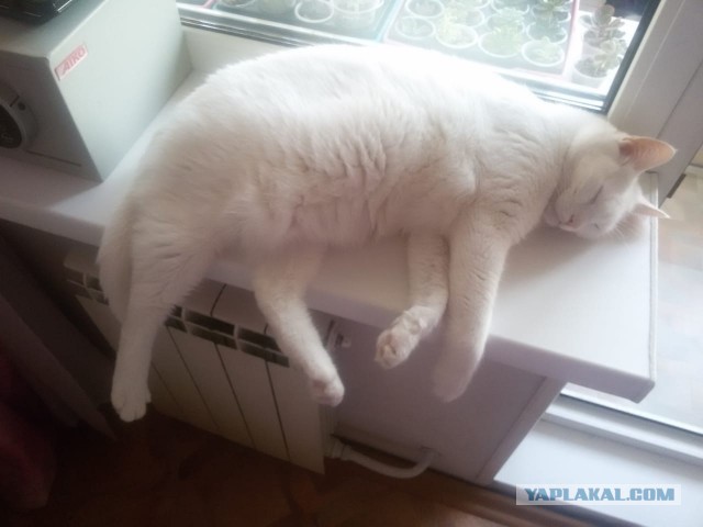 ̶К̶о̶р̶о̶н̶  Котовторник!