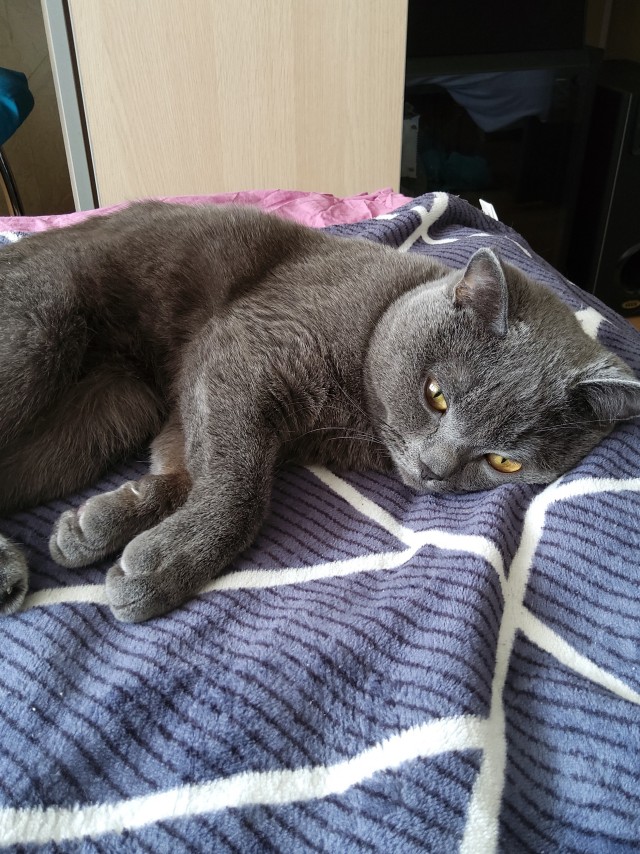 Котофеев пост