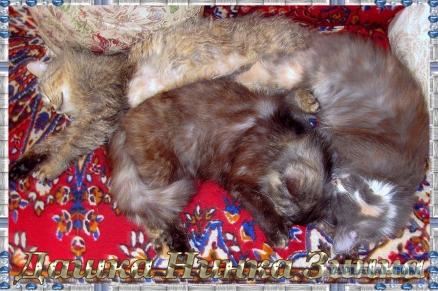 Котопост. Просто антикризисный котопост