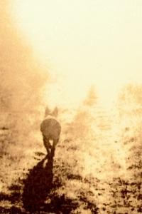 Тяжёлый день прощания с пушистым другом