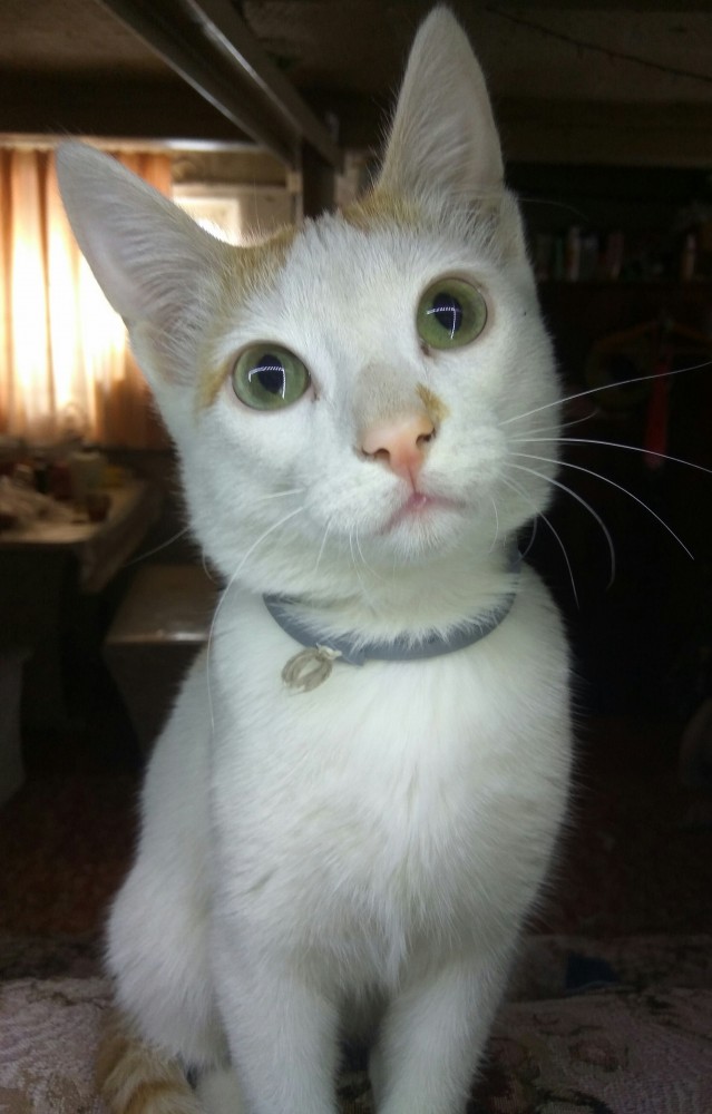 Давайте по котикам, которые с нами на самоизоляции