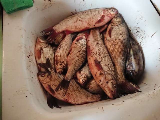 Со своих рыбалок, лето 2019