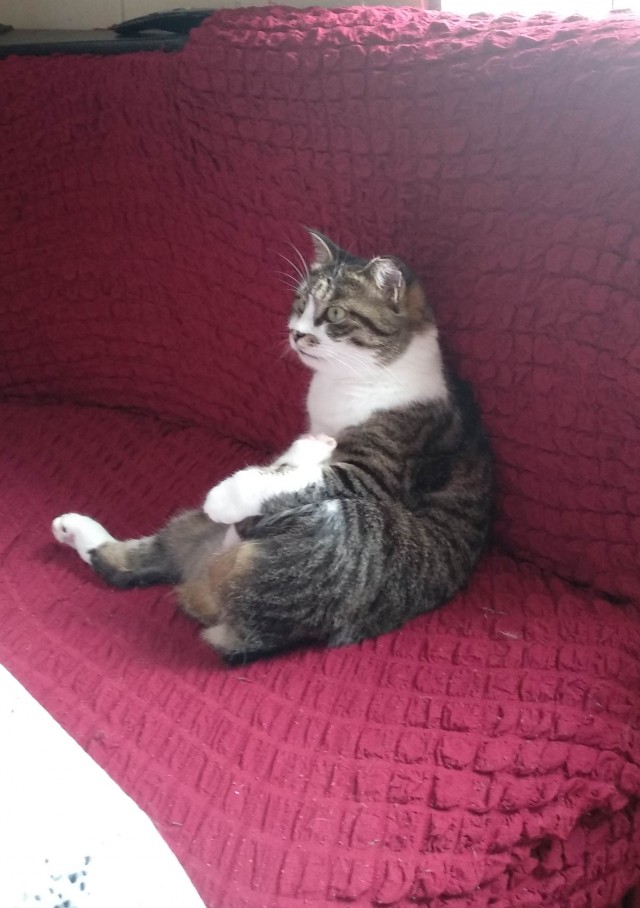 Не котовторник, но однако