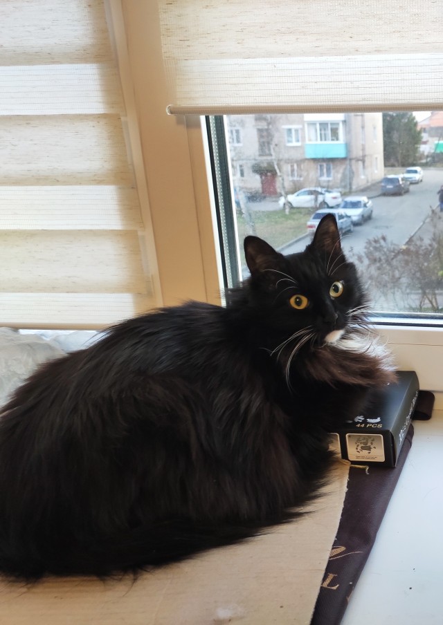 Black cats matter