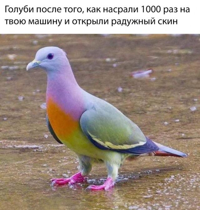 Весёлый полтишок 5.04