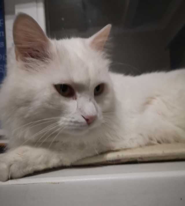 Котовторник же!