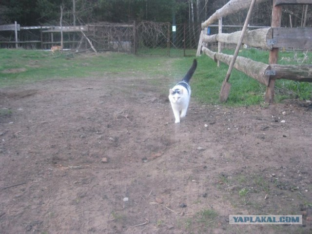 Жизнь домашнего приюта для котеек 340